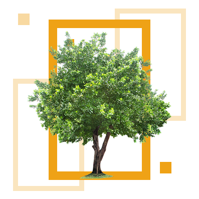 Экологическая безопасность